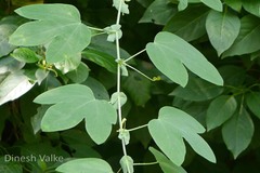Passiflora subpeltata